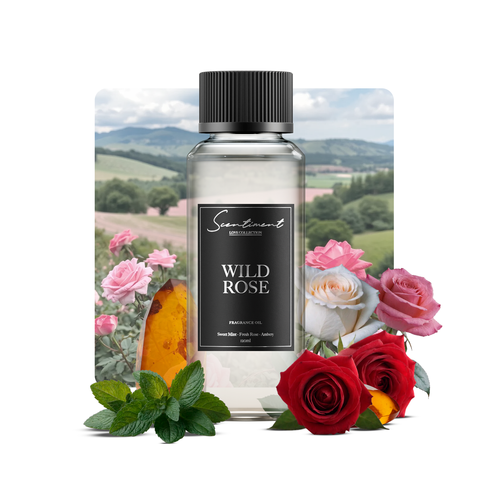 Wild Rose