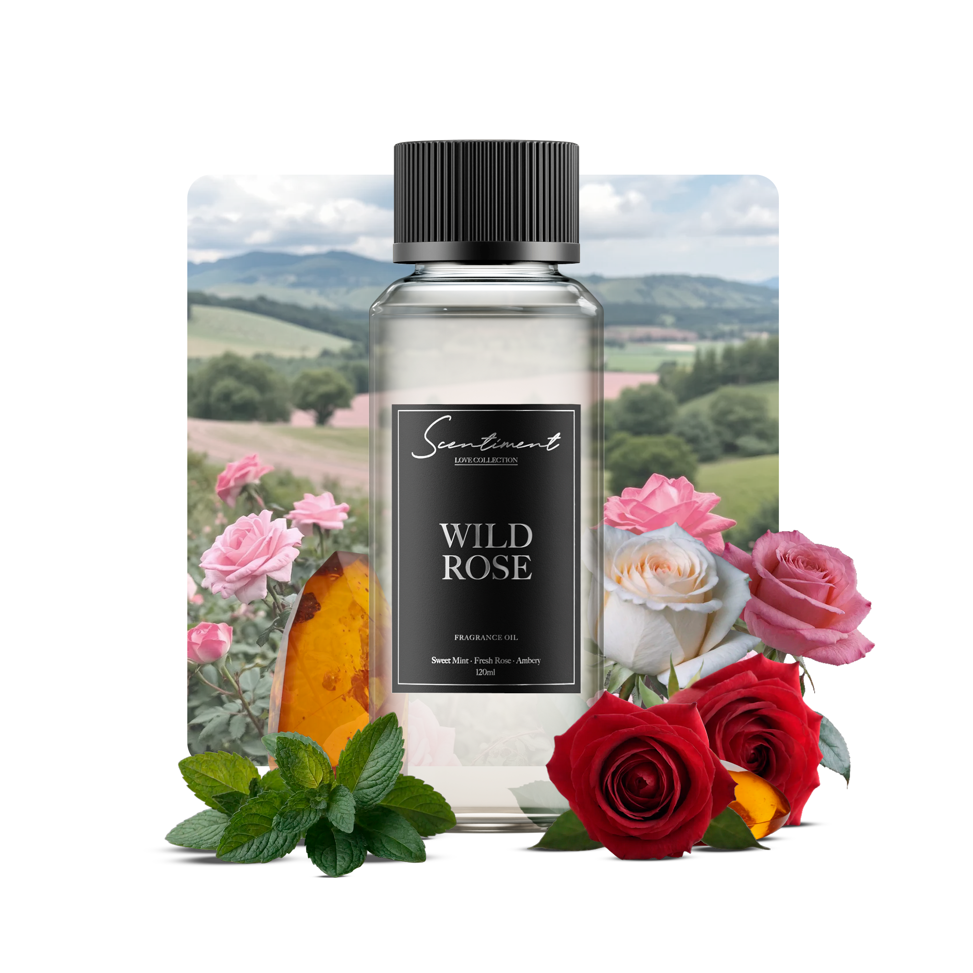 Wild Rose Fragrance Oil with the notes of Crisp Air, Sweet Mint